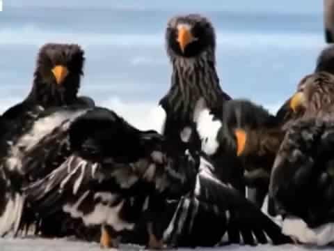 imagen El Mar Secreto De Rusia