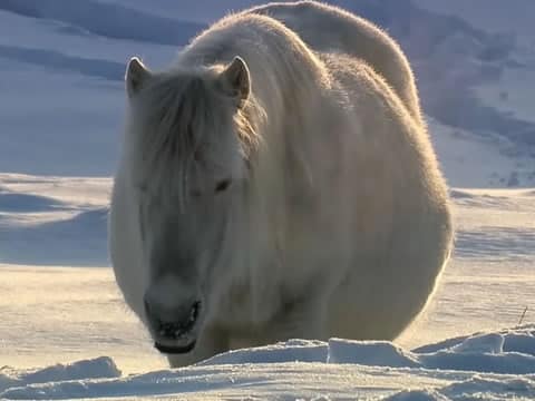 Rusia Salvaje: Siberia