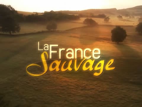 Francia Salvaje: Córcega, Los Tesoros De Las Profundidades