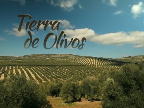 imagen Tierra De Olivos
