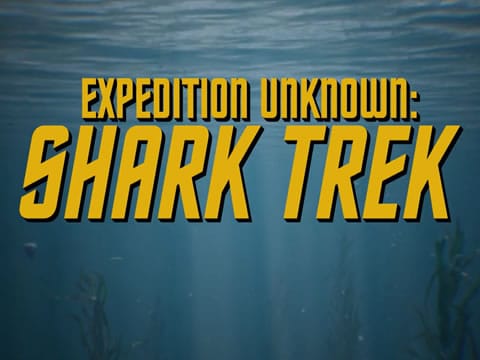 Expedición Al Pasado: Shark Trek