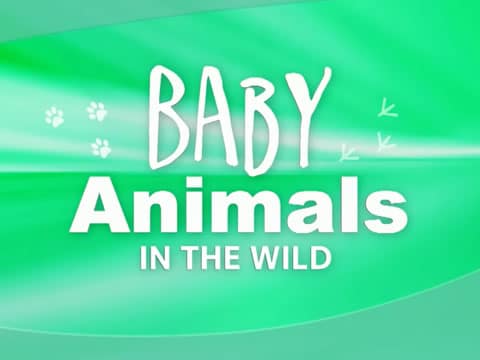 Bebés Animales: Bebés De Humedal