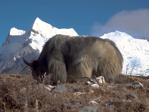 imagen Nepal: Reino Salvaje Del Himalaya