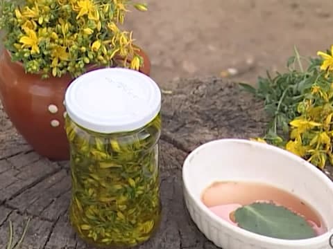 Plantas Silvestres Y Su Poder Curativo