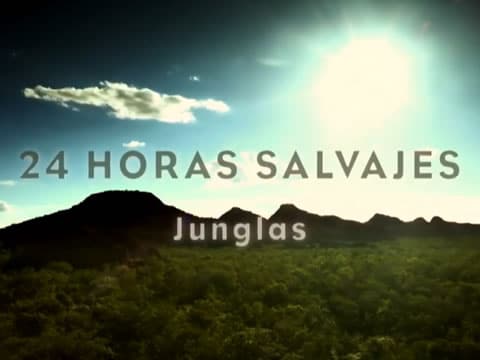 24 Horas Salvajes: Junglas