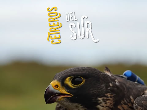 Cetreros Del Sur