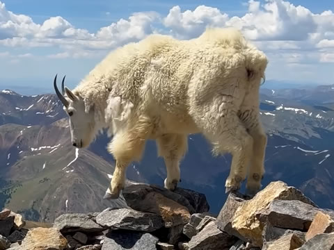 imagen Tíbet: El Último Refugio Salvaje Del Himalaya