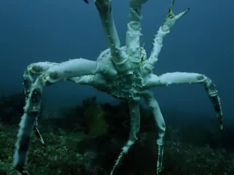 El Cangrejo Gigante Que Amenaza El Ártico