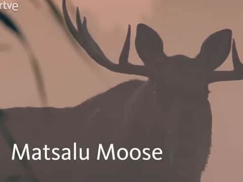 imagen Los Alces De Matsalu